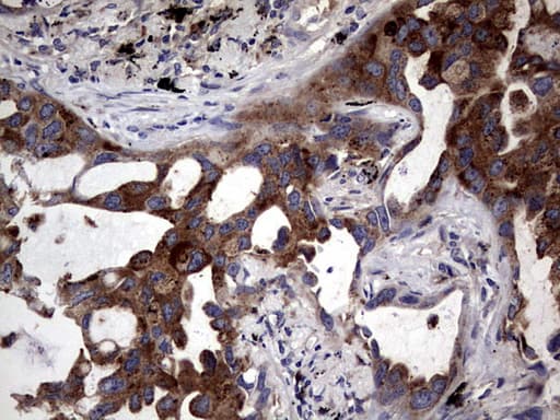 CD63 Antibody (clone OTI1D12)