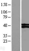 VSIG4 Protein (Over-Expression Lysate Myc-DDK (Flag))