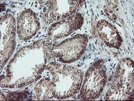 SENP2 Antibody (aa139-523, clone OTI3E7)