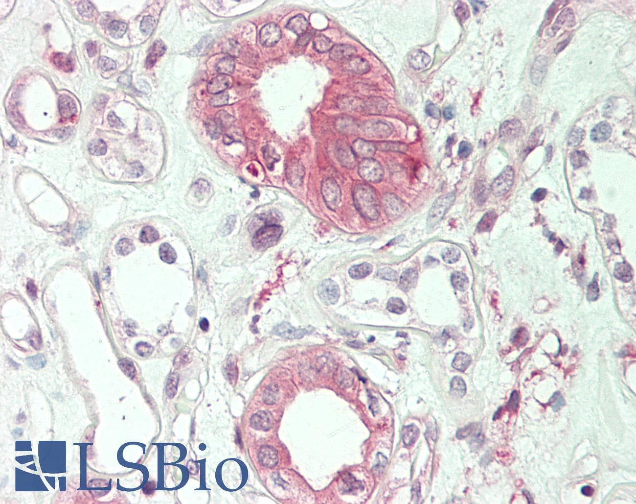 IHC-plus™ MICAL1 / MICAL Antibody (clone 2H1)