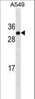IGF2 Antibody (aa39-68)