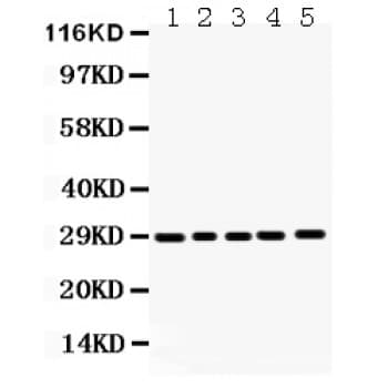 APH1A / APH-1 Antibody (aa236-265)