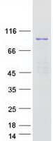 Human L3MBTL2 Protein (Recombinant Myc-DDK (Flag))