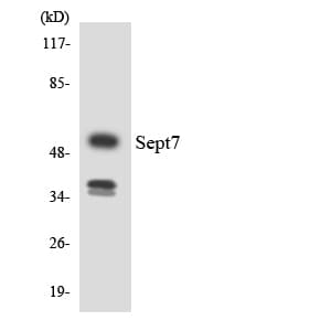 IHC-plus™ Polyclonal Rabbit anti-Human SEPT7 / Septin 7 Antibody (aa319-368, IHC, WB)