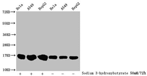 HIST1H3A Antibody