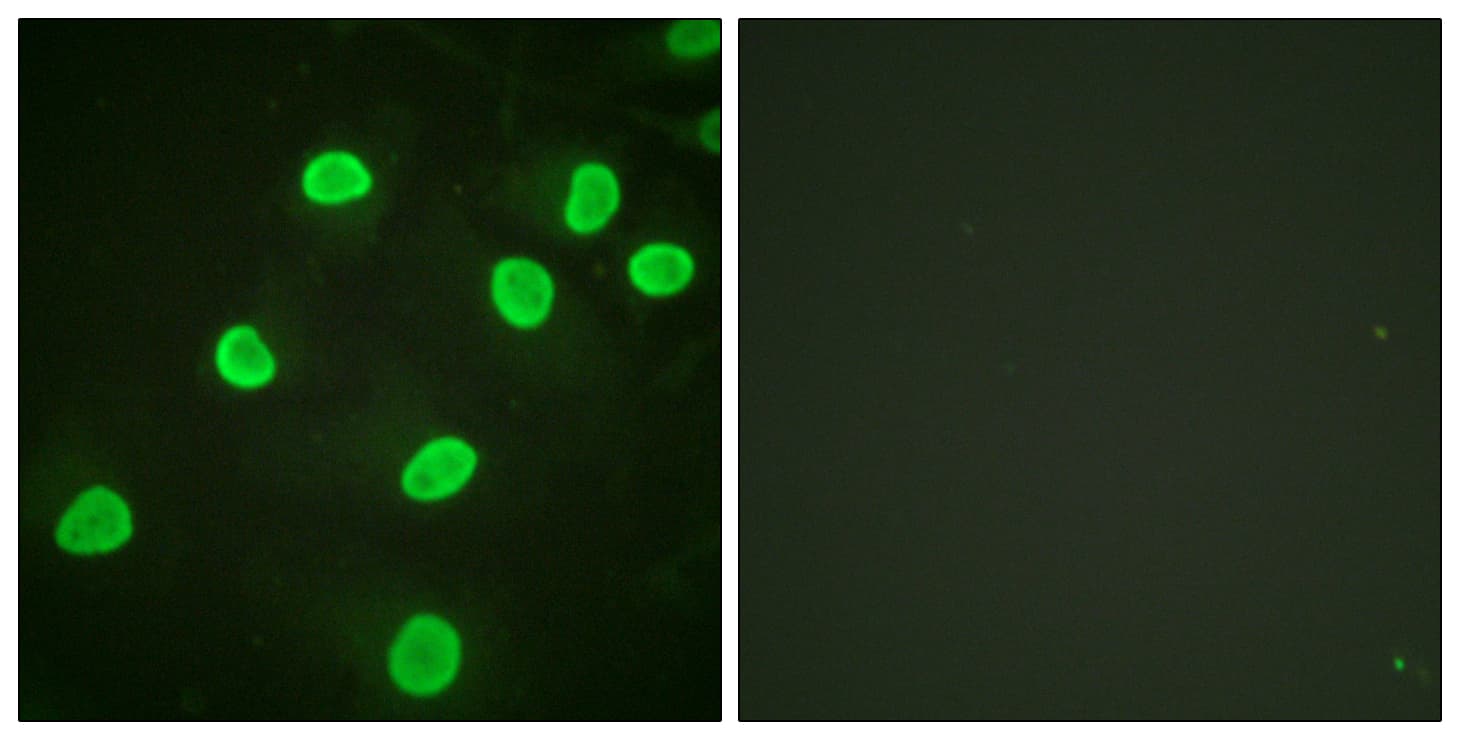 IHC-plus™ Histone H4 Antibody (Acetyl-Lys5)