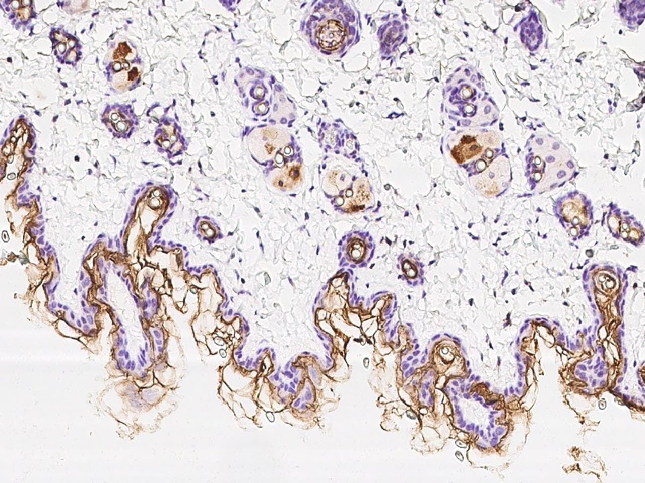KLK7 / Kallikrein 7 Antibody (Preservative Free)