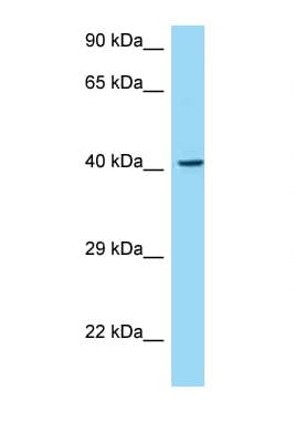 MAdCAM-1 Antibody (aa235-284)