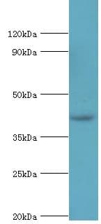 MORF4L1 / MRG15 Antibody (aa1-100)