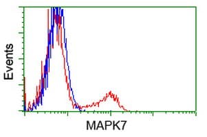 MAPK12 / ERK6 / SAPK3 Antibody (clone OTI2E2)