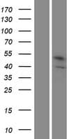 STEAP1B Protein (Over-Expression Lysate Myc-DDK (Flag))