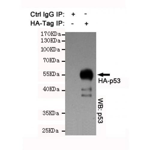 Hemagglutinin / HA Tag Antibody