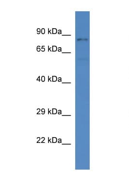 SGK3 Antibody (C-Terminus)