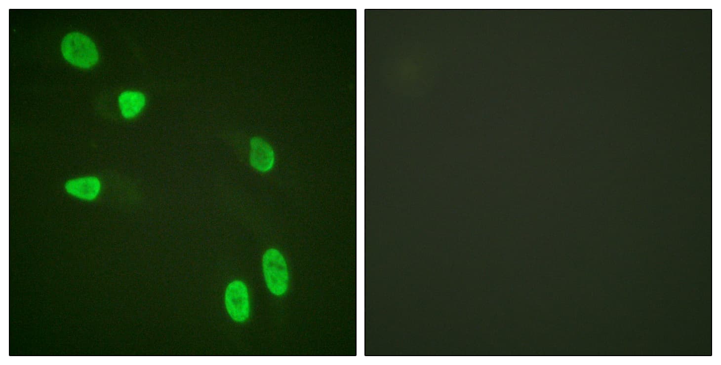IHC-plus™ Histone H4 Antibody (aa6-55)