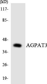 AGPAT3 Antibody (aa112-161)