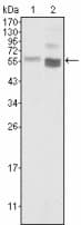 PTEN Antibody (clone 1B8)