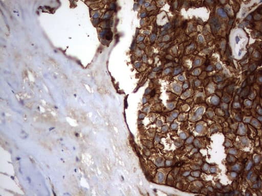 CD44 Antibody (clone UMAB134)