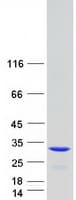 Human BCAP31 / BAP31 Protein (Recombinant Myc-DDK (Flag))