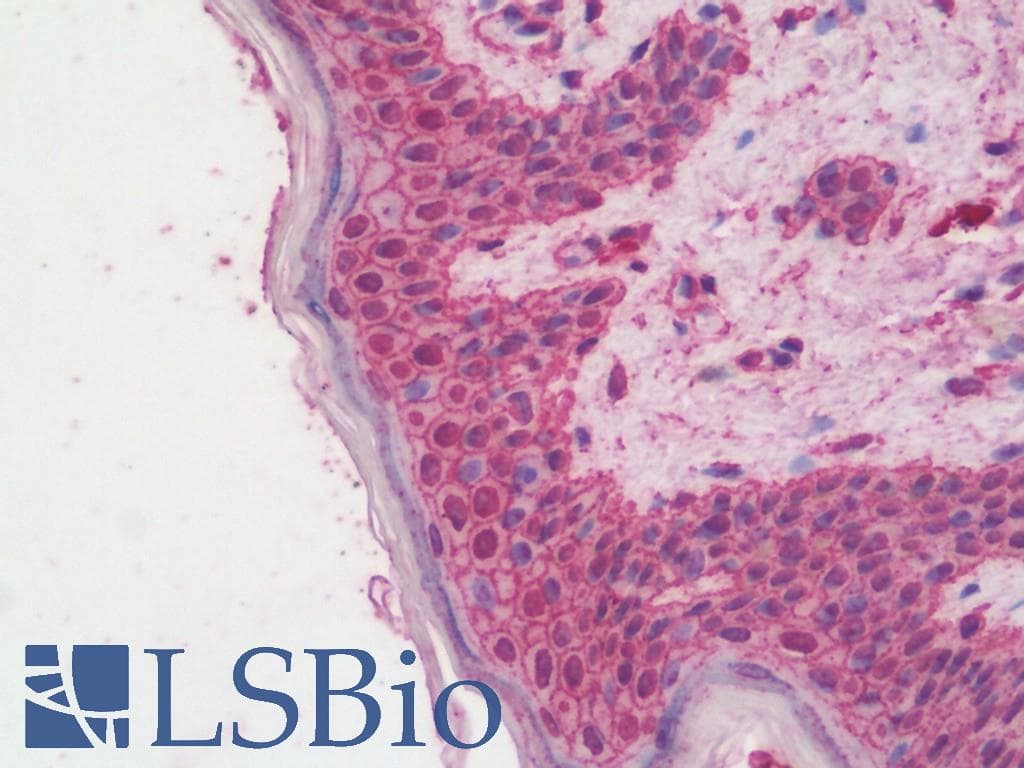 VLDLR Antibody (clone 6A6, Biotin)