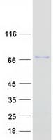 Human PICALM / CALM Protein (Recombinant Myc-DDK (Flag))