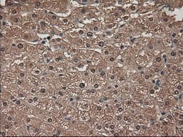 AMY2A / Pancreatic Amylase Antibody (clone OTI6D4)