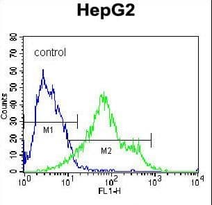 IHC-plus™ Monoclonal Mouse anti-Human SDC1 / Syndecan 1 / CD138 Antibody (aa210-238, IHC, IF, WB)