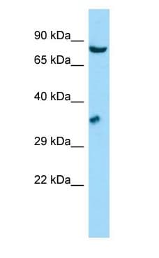 GSPT Antibody (aa113-162)
