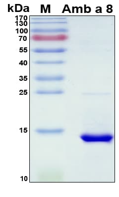 Ambrosia artemisiifolia Amb a 8 Protein (Recombinant His, N-Terminal)
