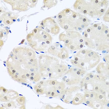 DNAL1 Antibody