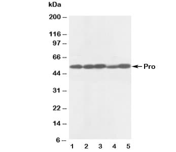 CASP8 / Caspase 8 Antibody (aa240-259)