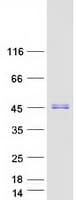 Human JUNB / JUN-B Protein (Recombinant Myc-DDK (Flag))