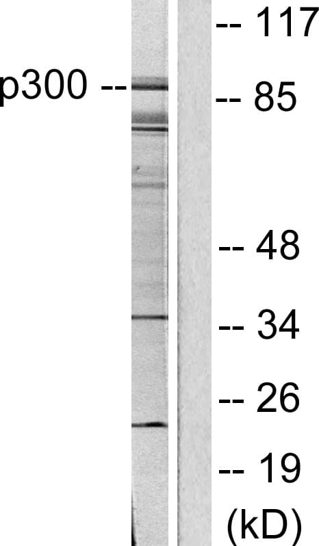 KAT2B / PCAF Antibody (aa783-832)