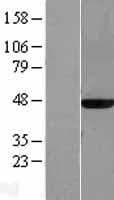 MAT2A Protein (Over-Expression Lysate Myc-DDK (Flag))