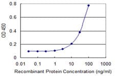 Monoclonal Mouse anti-Human TBX21 / T-bet Antibody (clone 4F8, WB)
