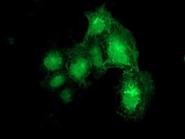 DTNA / Dystrobrevin Alpha Antibody (clone OTI1C2, Carrier-free)