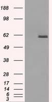 PPP5C Antibody (clone OTI2G2)