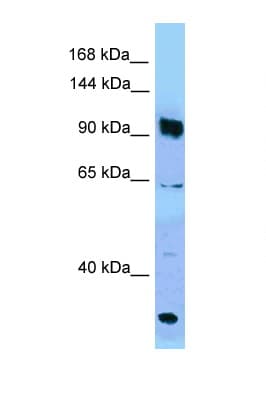 PARG Antibody (aa770-819)