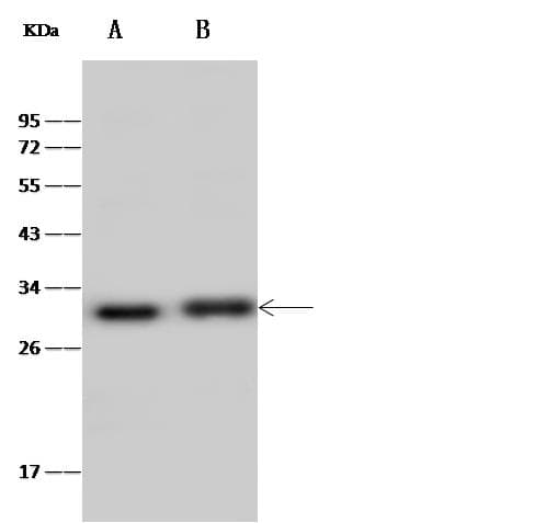 Polyclonal Rabbit anti-Mouse ERAS Antibody (Preservative Free, WB)