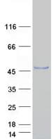 Human IZUMO1 / IZUMO Protein (Recombinant Myc-DDK (Flag))