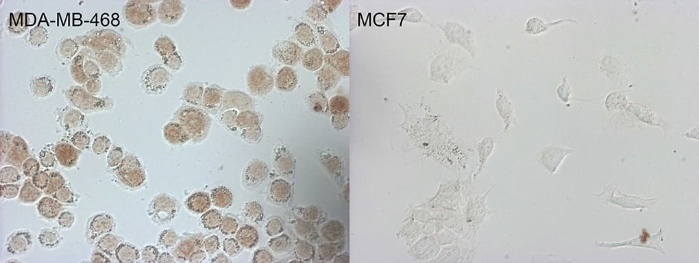 Monoclonal Mouse anti-Human p16INK4a / CDKN2A Antibody (clone OTI1F5, IF, WB)