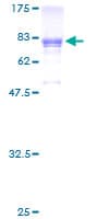 Human PRUNE Protein (Recombinant GST)