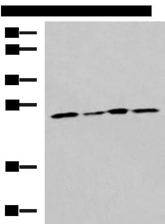 RPL13A Antibody