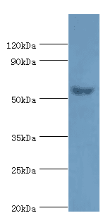 Polyclonal Rabbit anti-Human AMY2A / Pancreatic Amylase Antibody (aa242-511, IHC, WB)