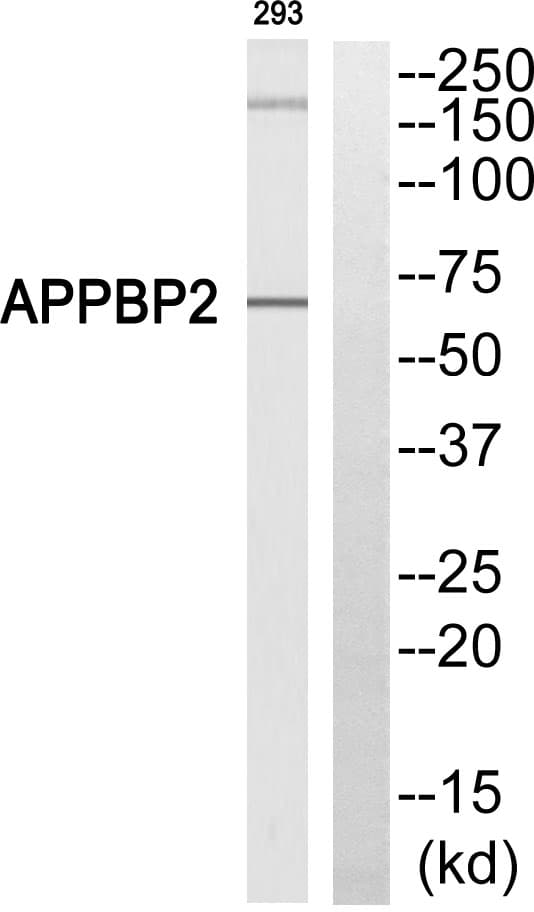 APPBP2 Antibody