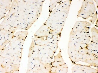 ANXA3 / Annexin A3 Antibody