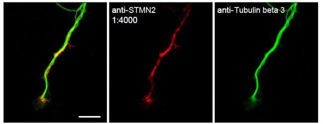 Polyclonal Rabbit anti-Mouse SCG10 / STMN2 Antibody (C-Terminus, IHC, IF, WB)