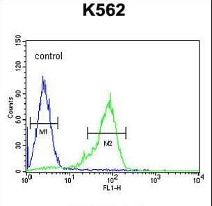 Polyclonal Rabbit anti-Human ZGLP1 Antibody (aa85-112, WB)