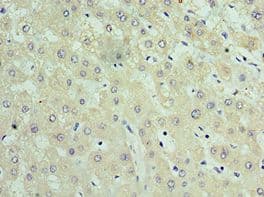 TIMM21 Antibody (aa1-248)