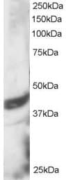 IHC-plus™ DAP3 Antibody (aa387-398)