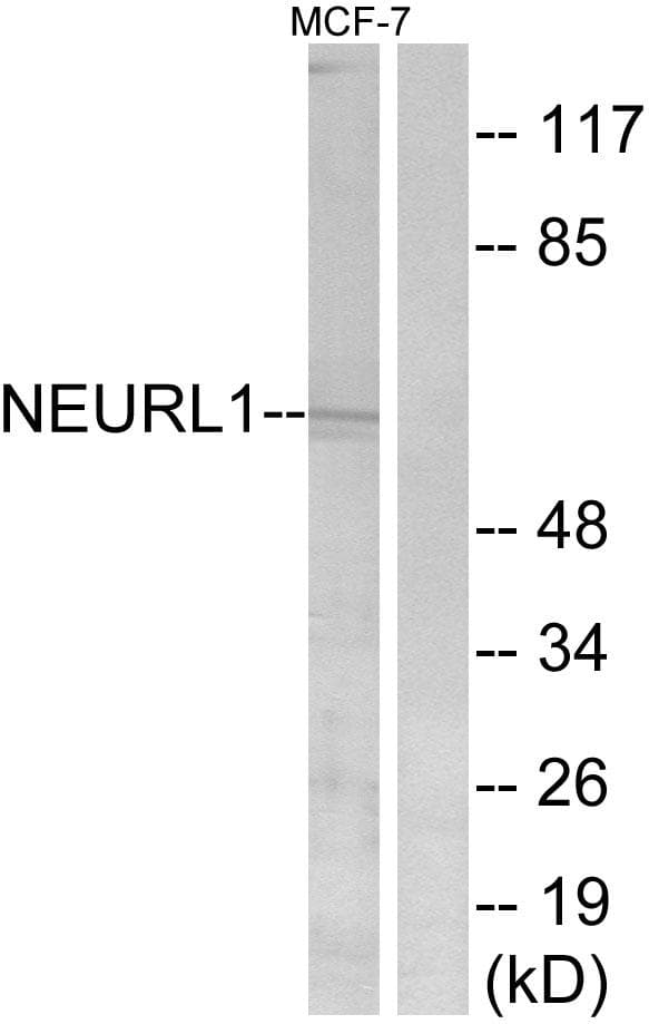 NEURL1 / NEURL Antibody